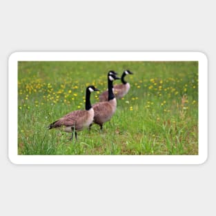 Geese In The Dandelions Sticker